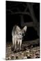 Crab-Eating Fox (Cerdocyon Thous) Foraging at Night, Mato Grosso, Pantanal, Brazil. July-Ben Cranke-Mounted Photographic Print