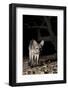 Crab-Eating Fox (Cerdocyon Thous) Foraging at Night, Mato Grosso, Pantanal, Brazil. July-Ben Cranke-Framed Photographic Print