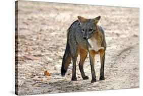 Crab-eating fox (Cerdocyon thous) Kaa-Lya National Park, South East Bolivia.-Daniel Heuclin-Stretched Canvas