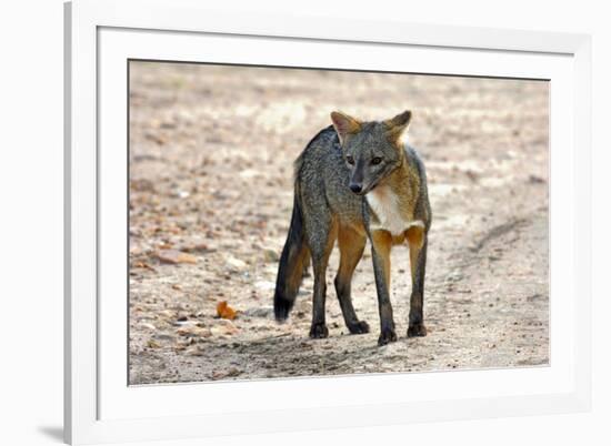 Crab-eating fox (Cerdocyon thous) Kaa-Lya National Park, South East Bolivia.-Daniel Heuclin-Framed Photographic Print
