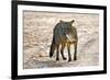 Crab-eating fox (Cerdocyon thous) Kaa-Lya National Park, South East Bolivia.-Daniel Heuclin-Framed Photographic Print