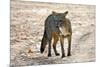 Crab-eating fox (Cerdocyon thous) Kaa-Lya National Park, South East Bolivia.-Daniel Heuclin-Mounted Photographic Print