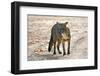 Crab-eating fox (Cerdocyon thous) Kaa-Lya National Park, South East Bolivia.-Daniel Heuclin-Framed Photographic Print