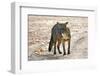 Crab-eating fox (Cerdocyon thous) Kaa-Lya National Park, South East Bolivia.-Daniel Heuclin-Framed Photographic Print