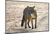 Crab-eating fox (Cerdocyon thous) Kaa-Lya National Park, South East Bolivia.-Daniel Heuclin-Mounted Photographic Print