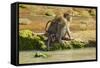 Crab-Eating (Long-Tailed) Macaque Monkey with Baby by a River, National Park at Pangandaran-Rob-Framed Stretched Canvas