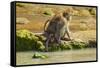 Crab-Eating (Long-Tailed) Macaque Monkey with Baby by a River, National Park at Pangandaran-Rob-Framed Stretched Canvas