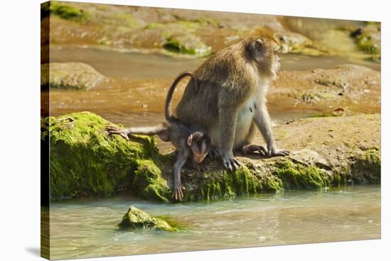 Crab-Eating (Long-Tailed) Macaque Monkey with Baby by a River, National Park at Pangandaran-Rob-Stretched Canvas