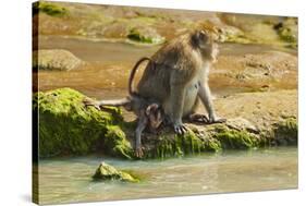 Crab-Eating (Long-Tailed) Macaque Monkey with Baby by a River, National Park at Pangandaran-Rob-Stretched Canvas