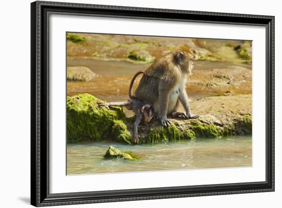 Crab-Eating (Long-Tailed) Macaque Monkey with Baby by a River, National Park at Pangandaran-Rob-Framed Photographic Print