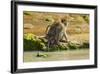 Crab-Eating (Long-Tailed) Macaque Monkey with Baby by a River, National Park at Pangandaran-Rob-Framed Photographic Print