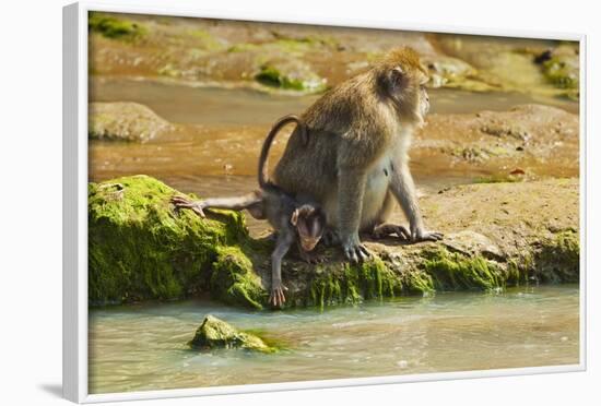 Crab-Eating (Long-Tailed) Macaque Monkey with Baby by a River, National Park at Pangandaran-Rob-Framed Photographic Print