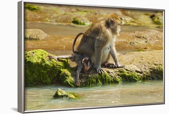 Crab-Eating (Long-Tailed) Macaque Monkey with Baby by a River, National Park at Pangandaran-Rob-Framed Photographic Print