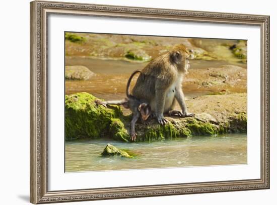 Crab-Eating (Long-Tailed) Macaque Monkey with Baby by a River, National Park at Pangandaran-Rob-Framed Photographic Print