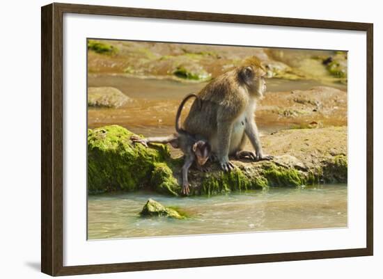 Crab-Eating (Long-Tailed) Macaque Monkey with Baby by a River, National Park at Pangandaran-Rob-Framed Photographic Print