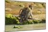 Crab-Eating (Long-Tailed) Macaque Monkey with Baby by a River, National Park at Pangandaran-Rob-Mounted Photographic Print