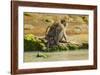 Crab-Eating (Long-Tailed) Macaque Monkey with Baby by a River, National Park at Pangandaran-Rob-Framed Photographic Print