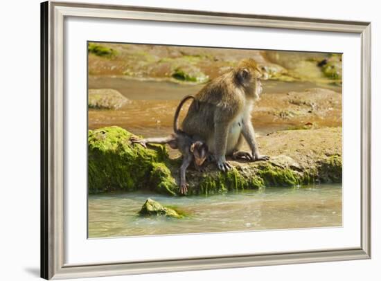 Crab-Eating (Long-Tailed) Macaque Monkey with Baby by a River, National Park at Pangandaran-Rob-Framed Photographic Print