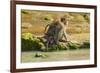 Crab-Eating (Long-Tailed) Macaque Monkey with Baby by a River, National Park at Pangandaran-Rob-Framed Photographic Print