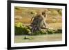 Crab-Eating (Long-Tailed) Macaque Monkey with Baby by a River, National Park at Pangandaran-Rob-Framed Photographic Print