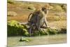 Crab-Eating (Long-Tailed) Macaque Monkey with Baby by a River, National Park at Pangandaran-Rob-Mounted Photographic Print