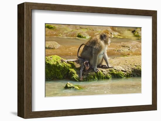 Crab-Eating (Long-Tailed) Macaque Monkey with Baby by a River, National Park at Pangandaran-Rob-Framed Photographic Print