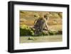 Crab-Eating (Long-Tailed) Macaque Monkey with Baby by a River, National Park at Pangandaran-Rob-Framed Photographic Print