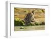 Crab-Eating (Long-Tailed) Macaque Monkey with Baby by a River, National Park at Pangandaran-Rob-Framed Photographic Print