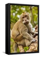 Crab-Eating (Long-Tailed) Macaque Monkey-Rob-Framed Stretched Canvas