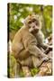 Crab-Eating (Long-Tailed) Macaque Monkey-Rob-Stretched Canvas