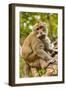 Crab-Eating (Long-Tailed) Macaque Monkey-Rob-Framed Photographic Print