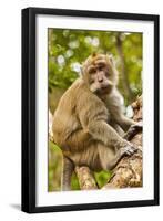 Crab-Eating (Long-Tailed) Macaque Monkey-Rob-Framed Photographic Print