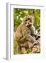 Crab-Eating (Long-Tailed) Macaque Monkey-Rob-Framed Photographic Print