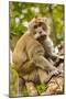 Crab-Eating (Long-Tailed) Macaque Monkey-Rob-Mounted Photographic Print