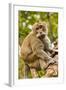 Crab-Eating (Long-Tailed) Macaque Monkey-Rob-Framed Photographic Print