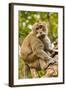 Crab-Eating (Long-Tailed) Macaque Monkey-Rob-Framed Photographic Print