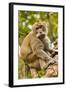 Crab-Eating (Long-Tailed) Macaque Monkey-Rob-Framed Photographic Print