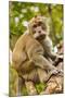 Crab-Eating (Long-Tailed) Macaque Monkey-Rob-Mounted Photographic Print