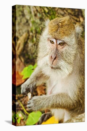 Crab-Eating (Long-Tailed) Macaque Monkey-Rob-Stretched Canvas