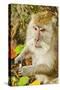 Crab-Eating (Long-Tailed) Macaque Monkey-Rob-Stretched Canvas