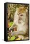 Crab-Eating (Long-Tailed) Macaque Monkey-Rob-Framed Stretched Canvas