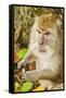 Crab-Eating (Long-Tailed) Macaque Monkey-Rob-Framed Stretched Canvas