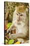 Crab-Eating (Long-Tailed) Macaque Monkey-Rob-Stretched Canvas