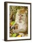 Crab-Eating (Long-Tailed) Macaque Monkey-Rob-Framed Photographic Print