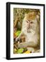 Crab-Eating (Long-Tailed) Macaque Monkey-Rob-Framed Photographic Print