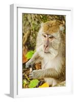 Crab-Eating (Long-Tailed) Macaque Monkey-Rob-Framed Photographic Print