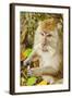 Crab-Eating (Long-Tailed) Macaque Monkey-Rob-Framed Photographic Print