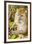 Crab-Eating (Long-Tailed) Macaque Monkey-Rob-Framed Photographic Print