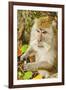 Crab-Eating (Long-Tailed) Macaque Monkey-Rob-Framed Photographic Print