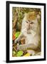 Crab-Eating (Long-Tailed) Macaque Monkey-Rob-Framed Photographic Print